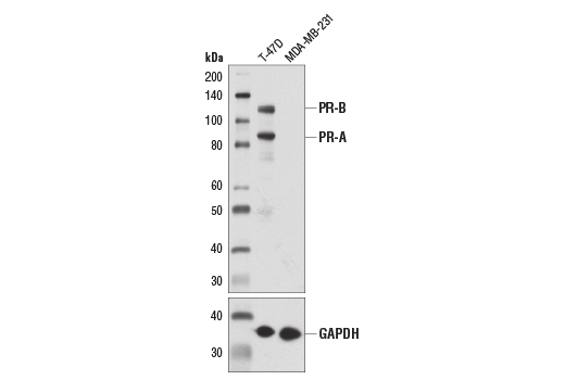 Western Blotting Image 1: Progesterone Receptor A/B (D8Q2J) XP® Rabbit mAb (BSA and Azide Free)