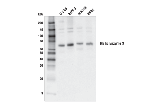 Western Blotting Image 1: Malic Enzyme 3 (E8A3V) Rabbit mAb