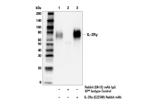 Immunoprecipitation Image 1: IL-2Rγ (E2Z5W) Rabbit mAb
