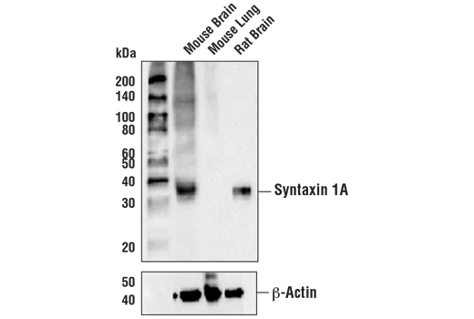 Western Blotting Image 1: Syntaxin 1A (D4E2W) Rabbit mAb