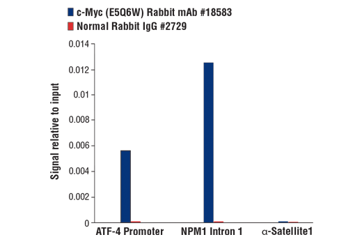 Chromatin Immunoprecipitation Image 1: c-Myc (E5Q6W) Rabbit mAb