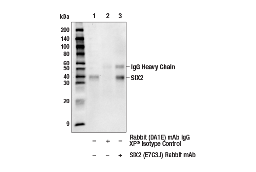 Immunoprecipitation Image 1: SIX2 (E7C3J) Rabbit mAb