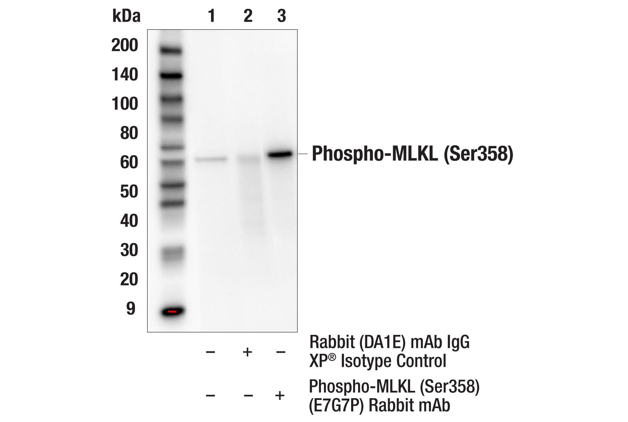 Immunoprecipitation Image 1: Phospho-MLKL (Ser358) (E7G7P) Rabbit mAb
