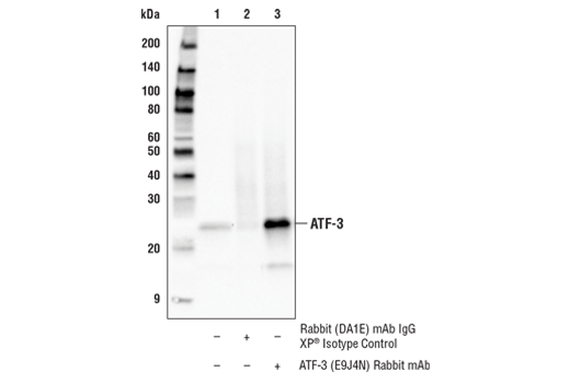 Immunoprecipitation Image 1: ATF-3 (E9J4N) Rabbit mAb