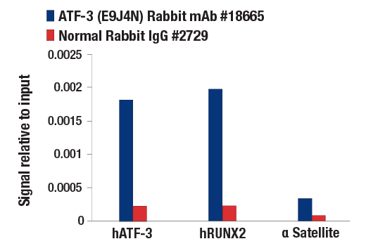 Chromatin Immunoprecipitation Image 1: ATF-3 (E9J4N) Rabbit mAb