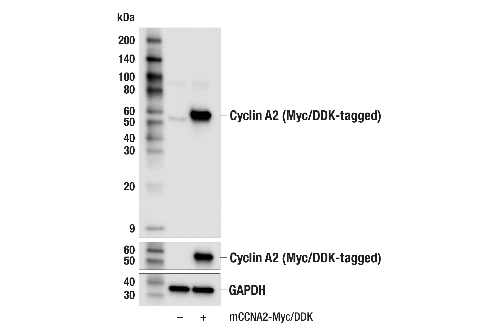 Western Blotting Image 2: Cyclin A2 (E9Q5G) Rabbit mAb (BSA and Azide Free)