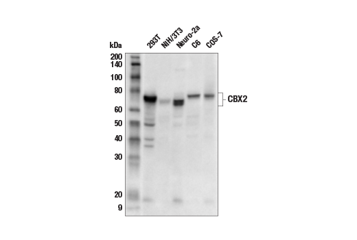 Western Blotting Image 2: CBX2 Antibody