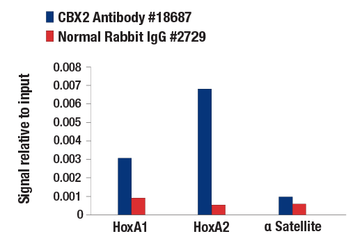 Chromatin Immunoprecipitation Image 1: CBX2 Antibody