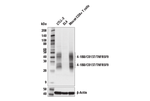 Western Blotting Image 1: 4-1BB/CD137/TNFRSF9 (E2J5H) XP® Rabbit mAb