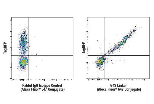 Flow Cytometry Image 1: CAR-T Cell (G4S Linker) Transduction Efficiency Flow Cytometry Panel