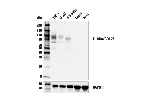 Western Blotting Image 1: IL-6Rα/CD126 (E5B3P) Rabbit mAb