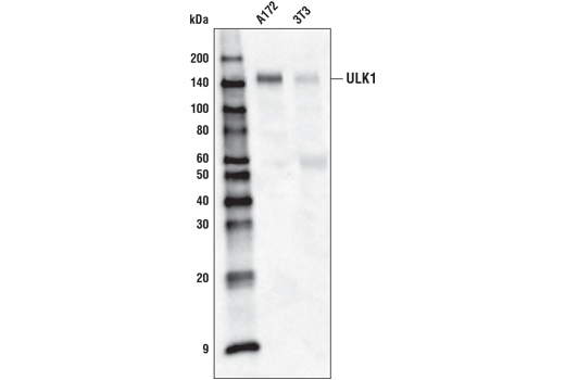 Western Blotting Image 1: ULK1 (D8H5) Rabbit mAb (Biotinylated)