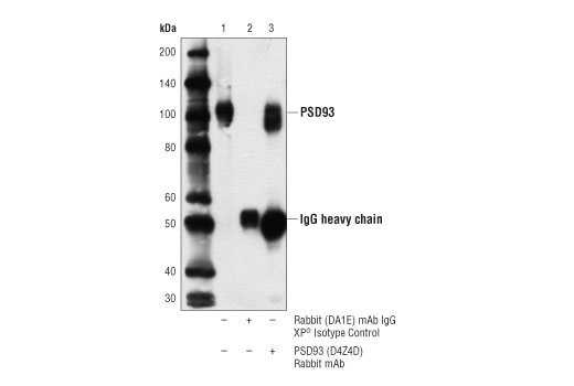 Immunoprecipitation Image 1: PSD93 (D4Z4D) Rabbit mAb