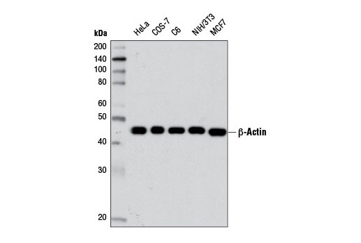 Western Blotting Image 1: β-Actin (D6A8) Rabbit mAb (BSA and Azide Free)