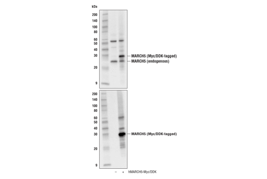 Western Blotting Image 2: MARCH5 Antibody