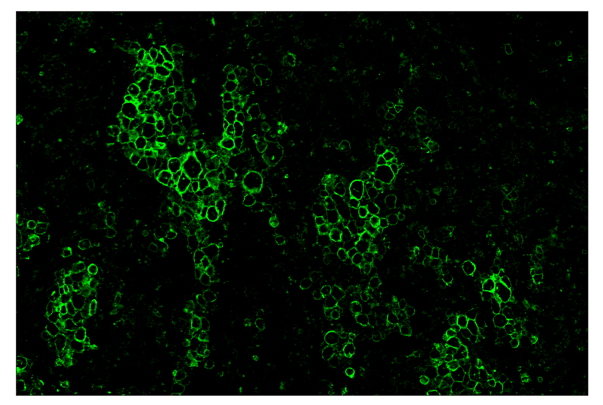 Immunohistochemistry Image 2: CD86 (E2G8P) & CO-0038-488 SignalStar™ Oligo-Antibody Pair