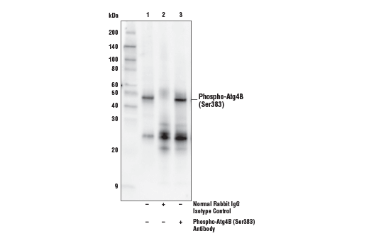 Immunoprecipitation Image 1: Phospho-Atg4B (Ser383) Antibody
