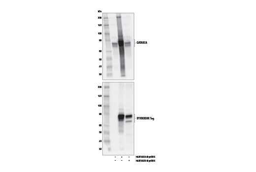 Western Blotting Image 2: GATAD2A Antibody