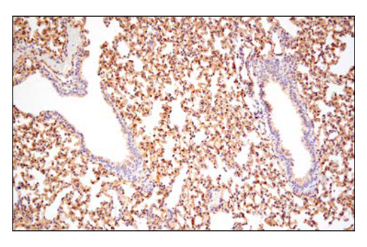 Immunohistochemistry Image 8: APP (E3F3P) Rabbit mAb