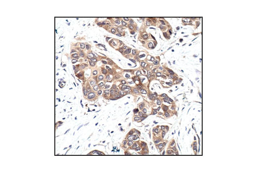 Immunohistochemistry Image 1: GSK-3β (27C10) Rabbit mAb (BSA and Azide Free)