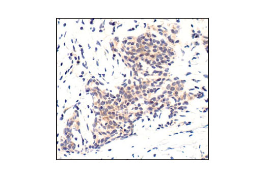 Immunohistochemistry Image 2: GSK-3β (27C10) Rabbit mAb (BSA and Azide Free)