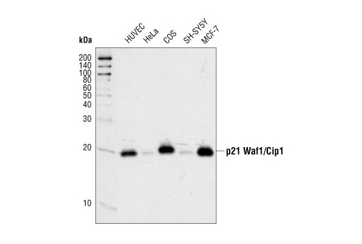 Western Blotting Image 1: p21 Waf1/Cip1 (12D1) Rabbit mAb (BSA and Azide Free)