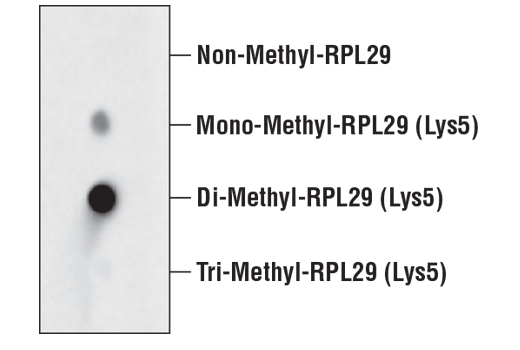  Image 1: Di-Methyl-RPL29 (Lys5) (D8T9P) Rabbit mAb