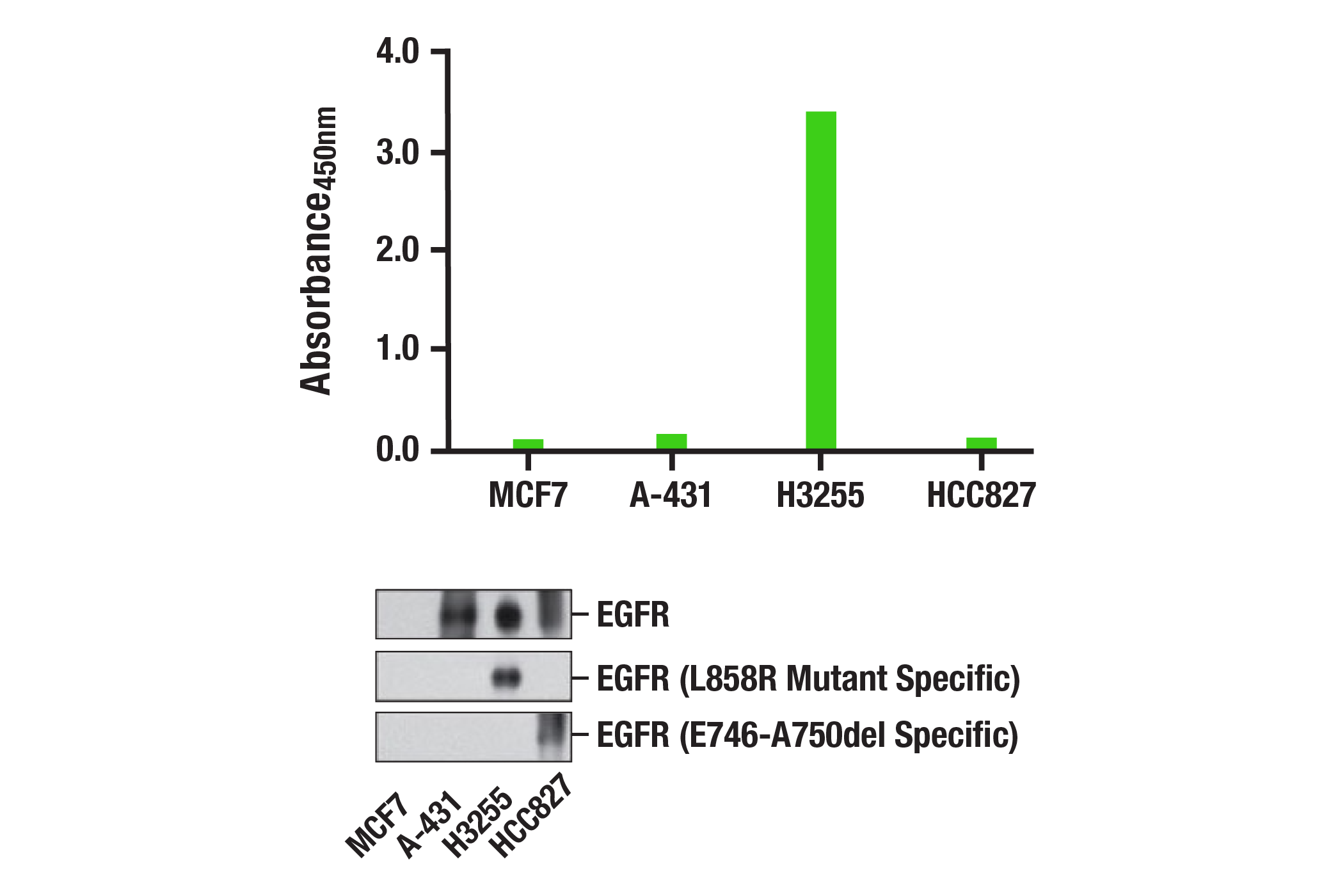  Image 1: PathScan® RP EGF Receptor (L858R Mutant Specific) Sandwich ELISA Kit