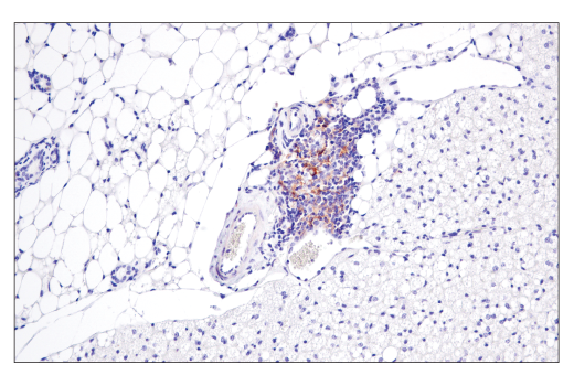 Immunohistochemistry Image 1: CD40 (E2Z7J) Rabbit mAb (BSA and Azide Free)