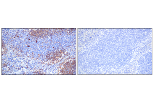 Immunohistochemistry Image 2: CD40 (E2Z7J) Rabbit mAb (BSA and Azide Free)