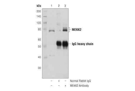 Immunoprecipitation Image 1: MEKK2 Antibody