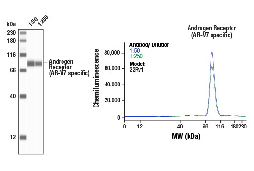 Western Blotting Image 2: Androgen Receptor (AR-V7 Specific) (E3O8L) Rabbit mAb