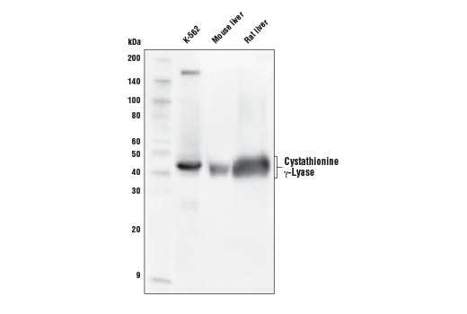 Western Blotting Image 1: Cystathionine γ-Lyase (D1N1D) Rabbit mAb