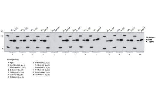Western Blotting Image 1: Tri-Methyl-Histone H3 (Lys4) (C42D8) Rabbit mAb (BSA and Azide Free)