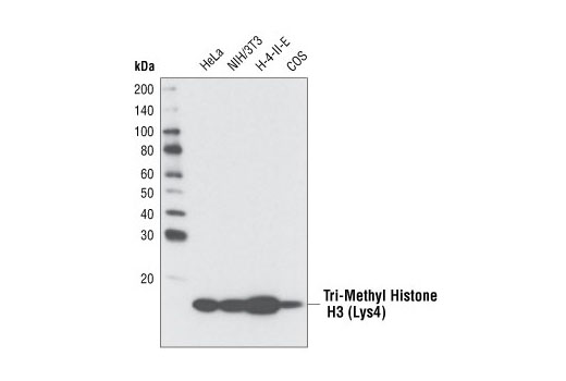 Western Blotting Image 2: Tri-Methyl-Histone H3 (Lys4) (C42D8) Rabbit mAb (BSA and Azide Free)