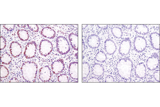 Immunohistochemistry Image 1: Tri-Methyl-Histone H3 (Lys4) (C42D8) Rabbit mAb (BSA and Azide Free)