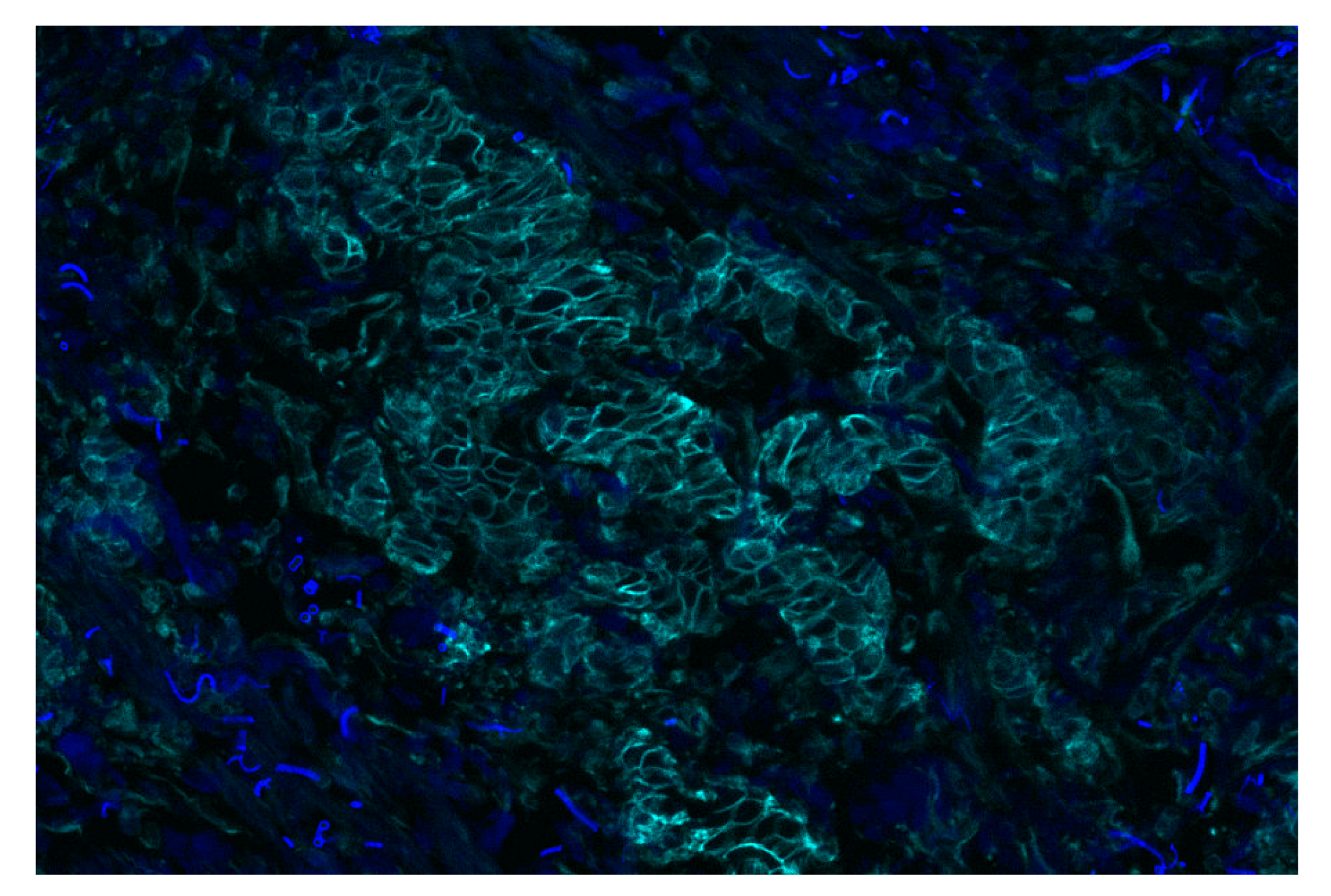 Immunohistochemistry Image 2: Na,K-ATPase α1 (D4Y7E) Rabbit mAb (Alexa Fluor® 750 Conjugate)