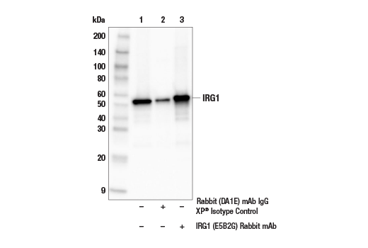 Immunoprecipitation Image 1: IRG1 (E5B2G) Rabbit mAb