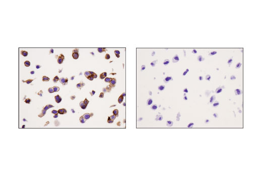 Immunohistochemistry Image 1: CELSR2 (D2M9H) XP® Rabbit mAb (BSA and Azide Free)