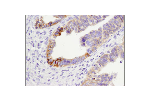 Immunohistochemistry Image 2: CELSR2 (D2M9H) XP® Rabbit mAb (BSA and Azide Free)