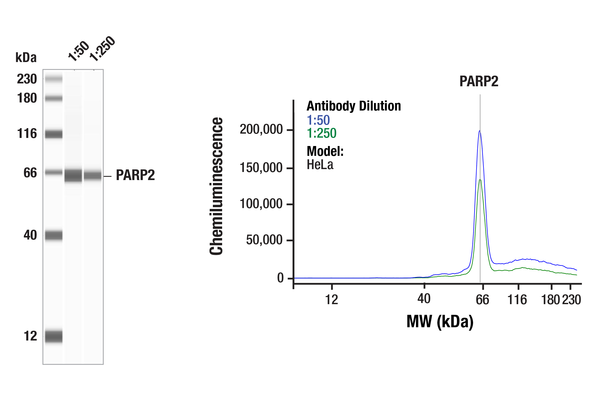 Western Blotting Image 1: PARP2 (F3Z6Z) Rabbit Monoclonal Antibody
