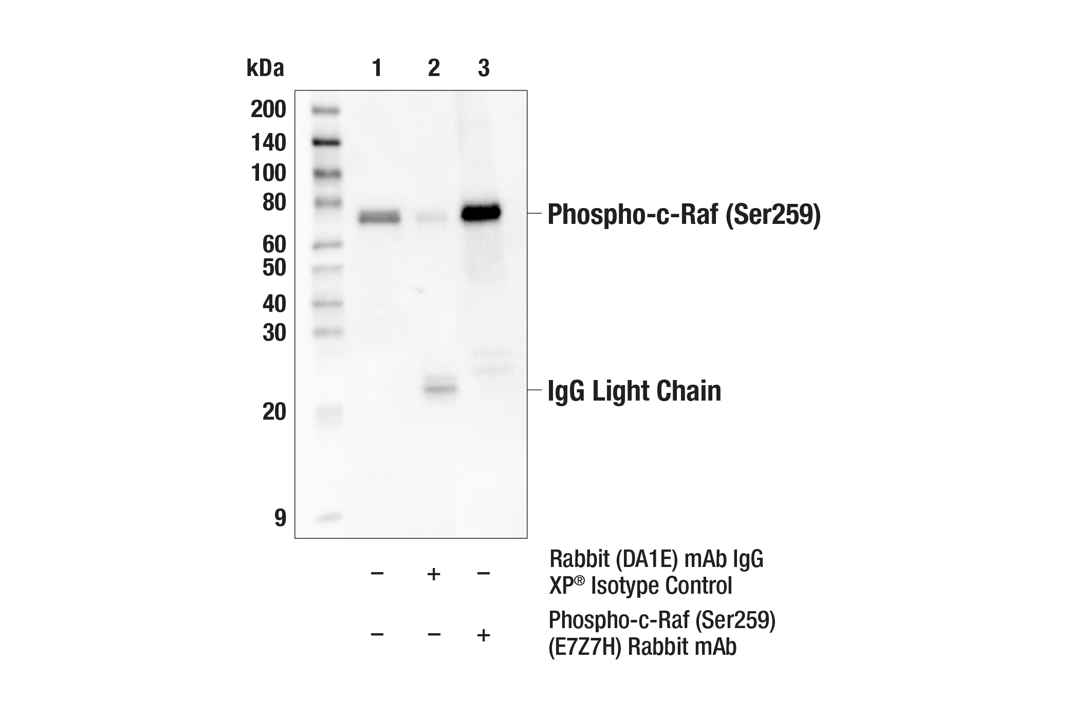 Immunoprecipitation Image 1: Phospho-c-Raf (Ser259) (E7Z7H) Rabbit mAb