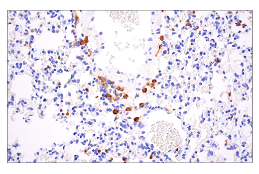 Immunohistochemistry Image 2: CD86 (E5W6H) Rabbit mAb (BSA and Azide Free)