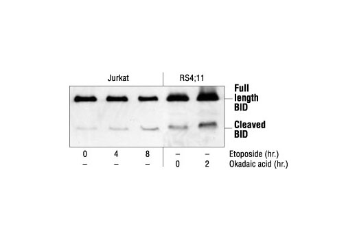  Image 5: Pro-Apoptosis Bcl-2 Family Antibody Sampler Kit II