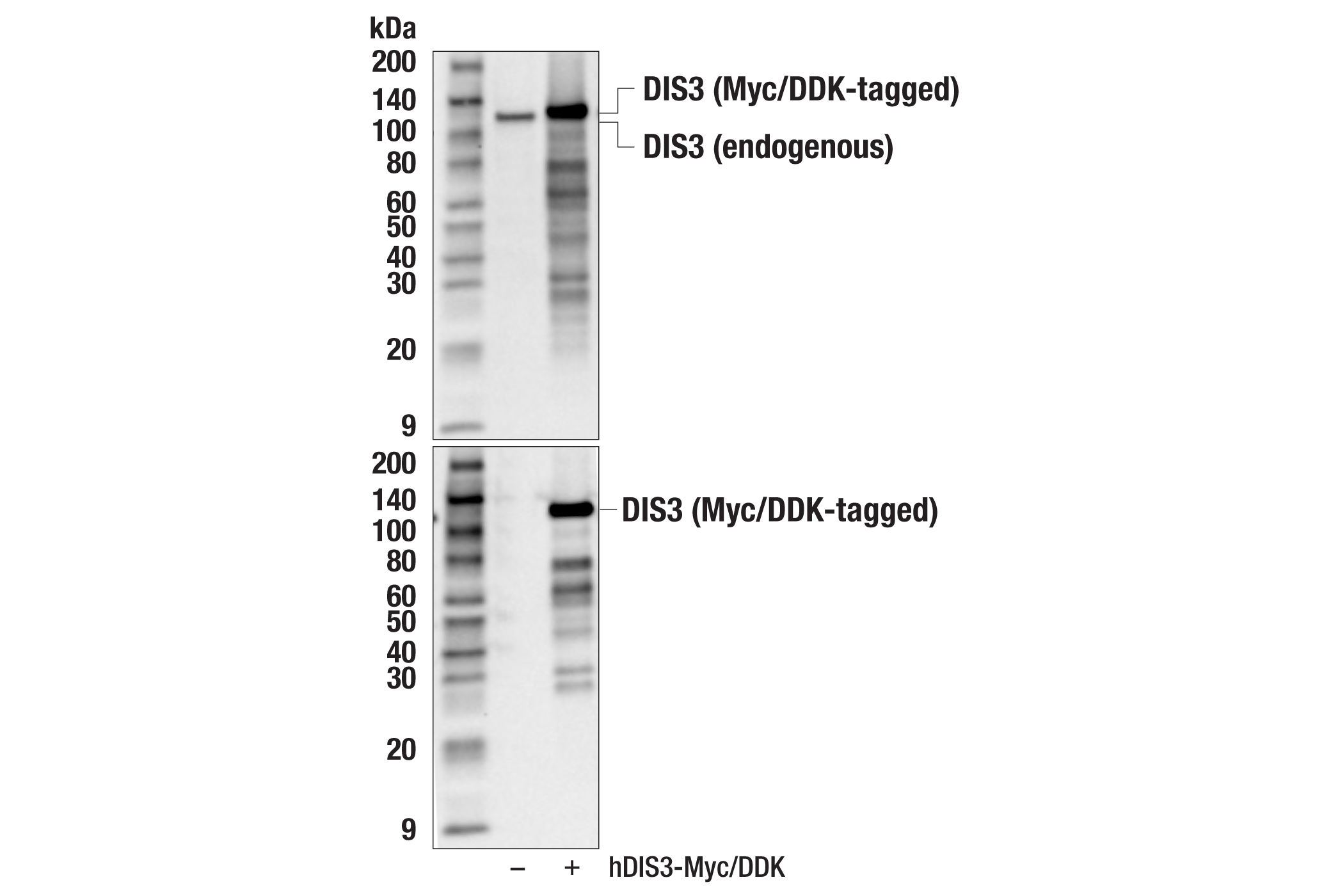 Western Blotting Image 2: DIS3 Antibody
