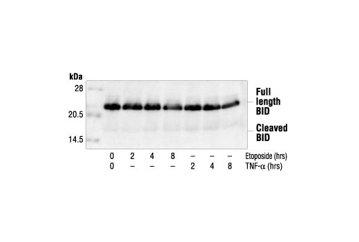 Western Blotting Image 1: BID Antibody (Mouse Specific)
