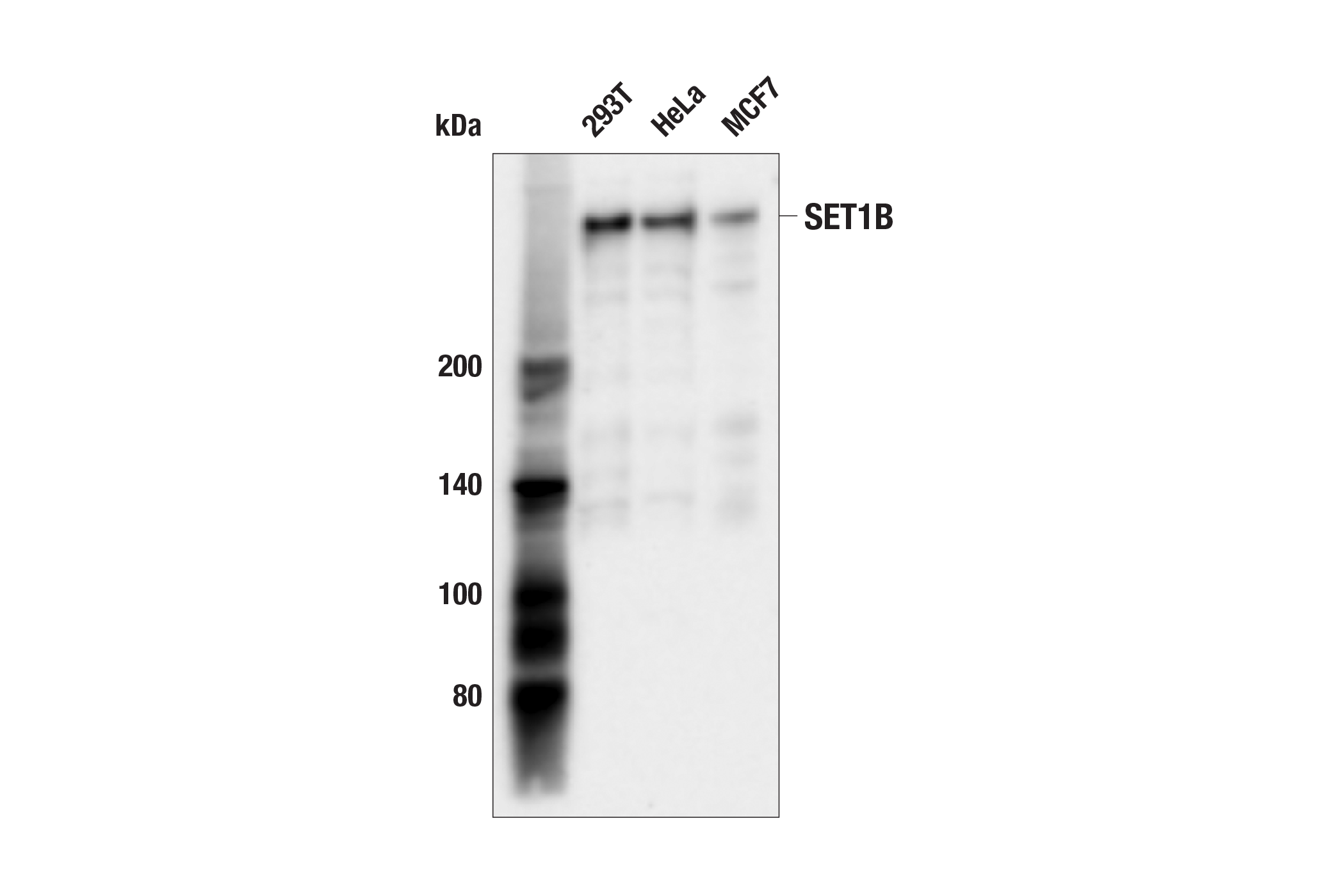 Western Blotting Image 1: SET1B (E7D1G) Rabbit mAb