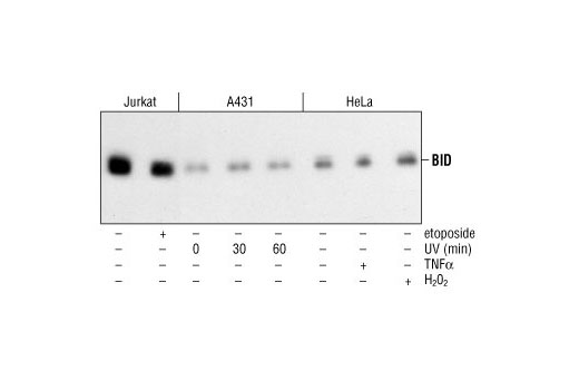 Western Blotting Image 1: BID (7A3) Mouse mAb (Human Specific)