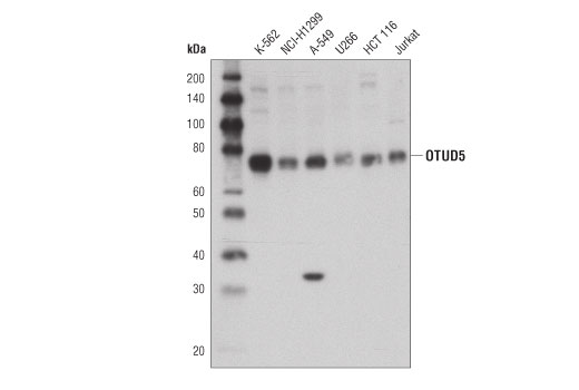 Western Blotting Image 1: OTUD5 Antibody