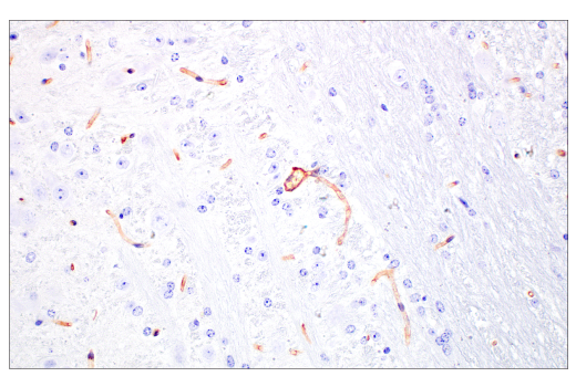 Immunohistochemistry Image 6: FcRn (E4D5I) Rabbit mAb